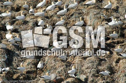 Basstölpel (8 von 24).jpg